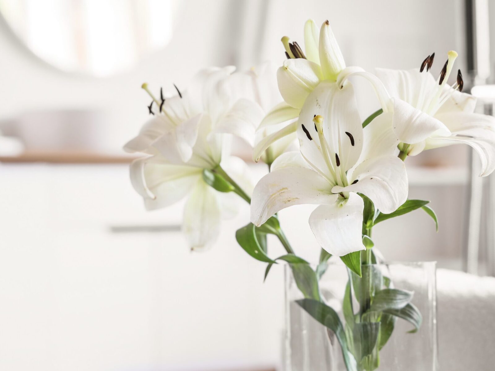 Blumen in der Wohnung